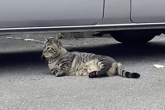 愛らしい地域猫をご紹介♪